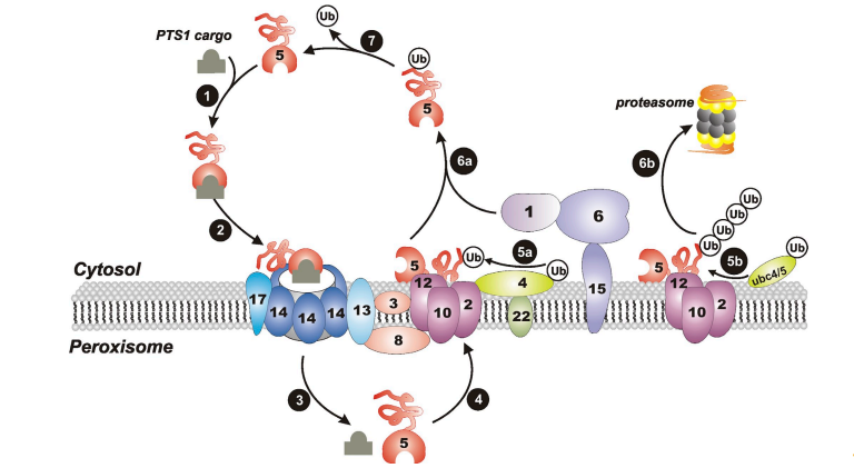 Lab image