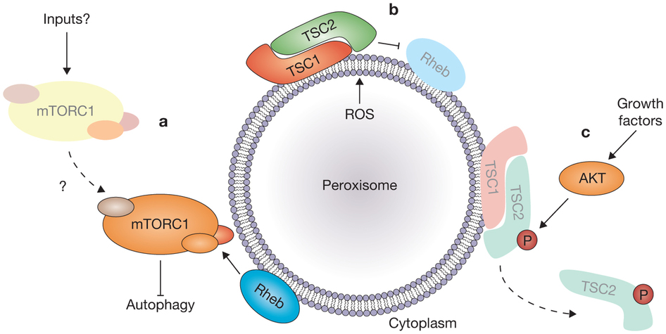 Peroxisome image